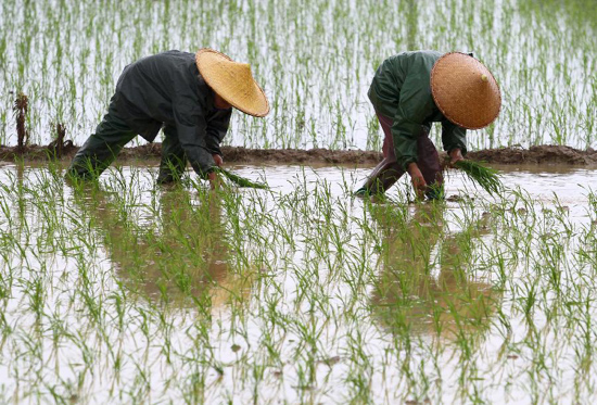 посадка риса в Китае
